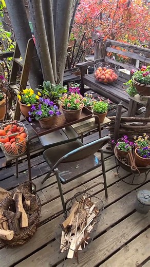 《実は#ビオラ好き ♪》ウッドデッキをビオラポットだらけの冬春仕様に模様替え。#shorts #ウッドデッキ