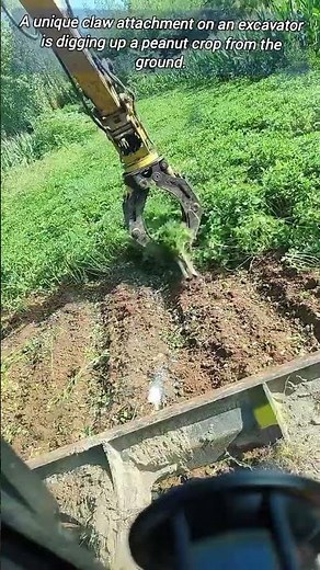 Digging Peanuts with a Special Tool.