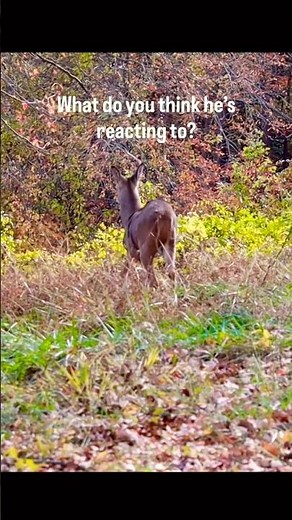 Ever seen a young White-tailed Deer buck do this? 🦌… What do you think it means? 👀