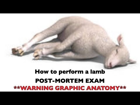 Why are my newborns dying?? | HOW TO PERFORM A POST-MORTEM EXAM | Sez the Vet