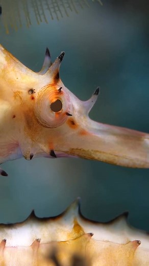 The Spiny seahorse Seahorses are unique fish where males get pregnant, have independently moving eyes like a chameleon, and use a dorsal fin to swim upright. They lack scales, instead having an exoskeleton of bony plates, and use their prehensile tails to anchor themselves to objects like seagrass. As an ambush predator, a seahorse can change its color to camouflage, is a poor swimmer, and eats by sucking up small crustaceans and plankton through a snout. #oceanlife #underwater #diving #ocean #f