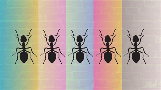 The ants are back in town: Here's how to keep them out of your home - The Weather Network