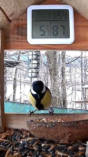 bird Federer... ptáci v Česku