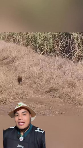 Onza grabada en México #animales | BioJairzinho