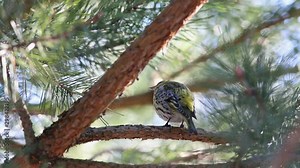 Bird Eurasian Siskin, European Siskin or Common Siskin (Spinus spinus) female is siting on a pine branch and sings a song in early spring
