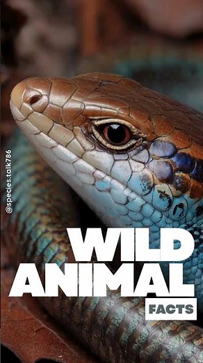 This Lizard Drops Its Tail to Survive! 🦎 #Skinks #Lizard #WildlifeShorts #AnimalFacts