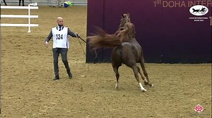 377K views · 10K reactions | Doha International Arabian Horse Show 2022 Stallions 11 Years Old & Over (Class 12) Last but not least comes the victory of: "SPARTACUS T O"( MARWAN AL SHAQAB x DA SHAHANIA ) , signing the end of the qualifying classes. Breeder: THIRTEEN OAKS ARABIANS Owner: AL REEH STUD Congratulations! | Arabian Essence di Elvis Giughera | Facebook