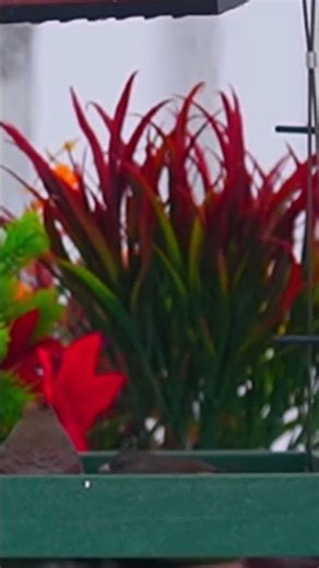 Daily Bird feeder live streams