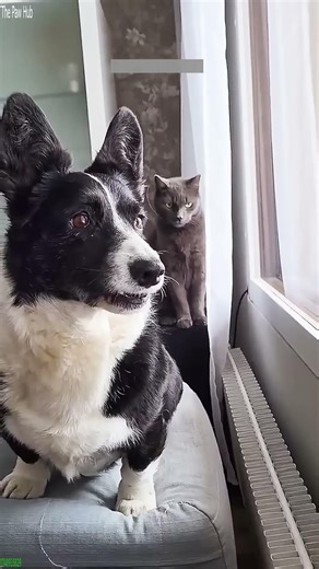 Clumsy Cat steals food secretly - Funny Entertainment 🐾 Meow!