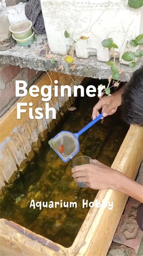 Beginner Fish 😍 watch before too late #shorts