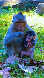 Baby look move a lot | Angkor Park Monkey