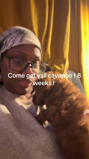 Come Get Your Cavapoo Puppy Today!