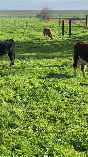 Dexter Cattle for Sale on Friday, Dec. 19th at 12:00PM. 9 bred cows and 1 bull. | Escalon Livestock Market Inc