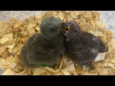 Bringing Home 5 Week Old Eclectus Baby Parrot [SOPHIA]