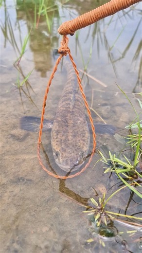 10K views · 40 reactions | monster Invasive Northern snakehead catch”How Trap Works! | Catch Fish With ET | Facebook