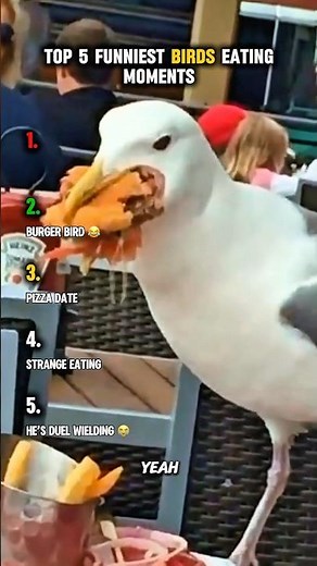 Top 5 funniest birds eating moments 😂