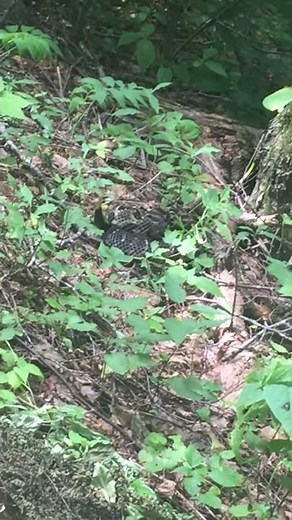 Timber Rattlesnake in Great Smoky Mountains National Park