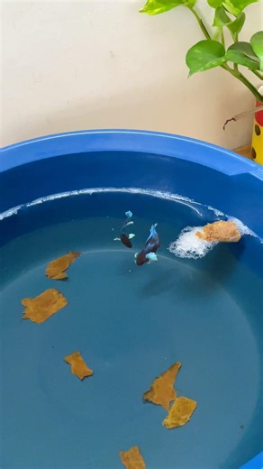 Betta ഫിഷ് breeding 😍 part :2 | #shorts #bettafish #fyp