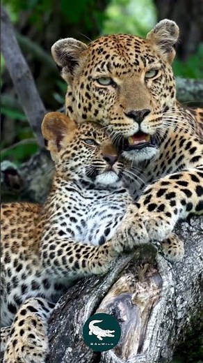 African Leopard 🐆🌙 The Silent Phantom of the Savanna