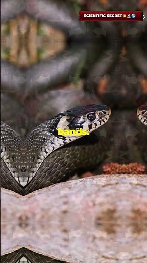 The Colorful Lies of Coral Snake Mimicry