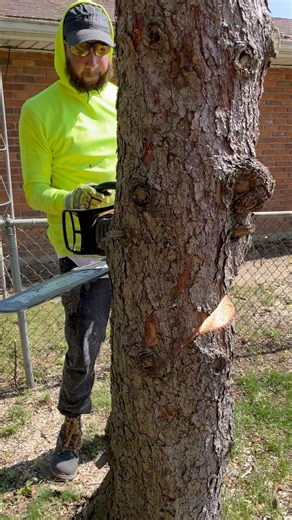 AK slaying trees all day #facebookreels #reels #cutting #watch #facebookvideo #fb #post #trees #treework #stihl #chainsaw #saw #pinetree #notch #like #follow | Anthony M Lopez