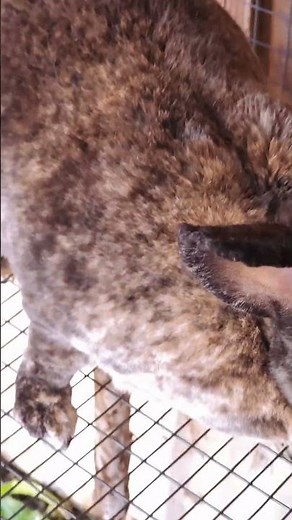 Standard rex rabbits and her 10 beautiful kits