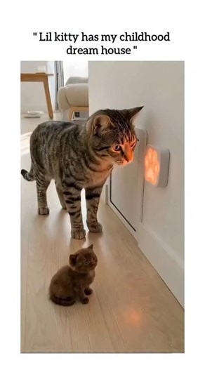 UNIVERSAL REEL HUB on Instagram: "This viral reel features an adorable interaction between an adult tabby cat and a small kitten, showcasing a uniquely designed, high-tech access point for the kitten's miniature bedroom. The video opens with the adult cat purposefully using its paw to press a glowing, blue paw-print button mounted on the wall. Immediately, a small, hidden door beneath the button slides open, revealing a beautifully decorated, illuminated space—the kitten's own cozy bed and room,