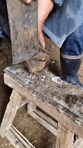 83K views · 515 reactions | Walking donkey hooves Artisans cutting donkey hooves New Farmers Program #horsehoof #asmr #craftman #hooftrimming #barefoottrimming #craftmanship #barefoot #satisfying #dairy #naturalhoofcare #satisfyingvideos #handcrafted #naturalhorsemanship #horsemanship #horsetrainer #horsecare #barefoottrimmer #asmrvideo #artist #horsetraining #viral #explore #reels | Horse Hoof Trimming | Facebook