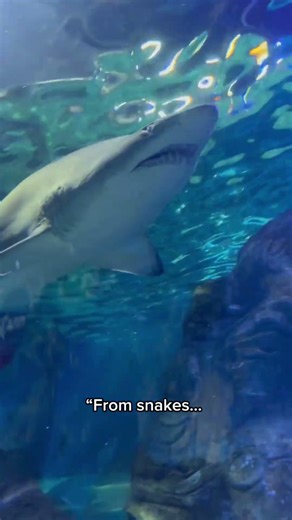 Why Australia Has the Most Dangerous Animals 💀”