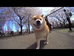 桜散歩 ~Spring has maru~