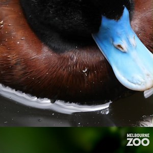 22K views · 1.5K reactions | Bird lovers, this one is for you. Happy Sunday! | Zoos Victoria | Facebook