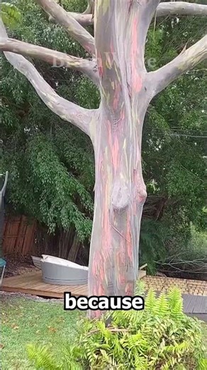 Nature Made a Real Rainbow Tree