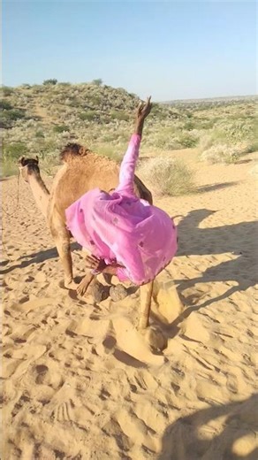 The scene of a girl suddenly falling off a camel