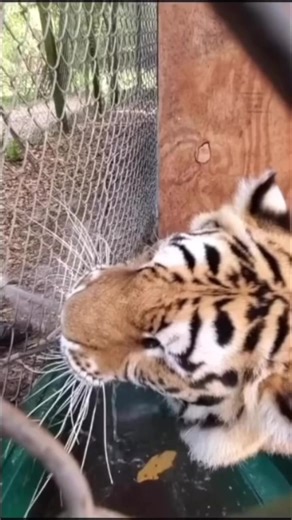 Thirsty tiger drinks from hose #tiger #bigcats #animalrescue | The CARE Foundation