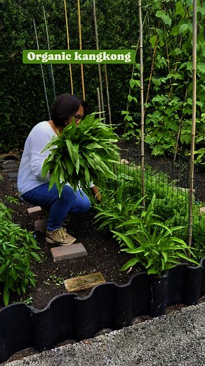 18K views · 559 reactions | Harvesting organic kangkong in my garden...