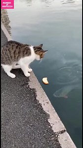 L'avventura di pesca del gatto! La curiosità porta un gatto a un'avventura bagnata e una cattura! #fblifestyle #AI Generated using Kling AI . . . (Solo a scopo di intrattenimento. Consultare i professionisti se vengono presentate indicazioni sulle attività. Non è implicita l'affiliazione a un marchio, se ne vengono mostrati. Se ispirati a eventi reali, possono essere inclusi adattamenti creativi. I contenuti possono includere filmati pubblici.) | Fabiosa Italia