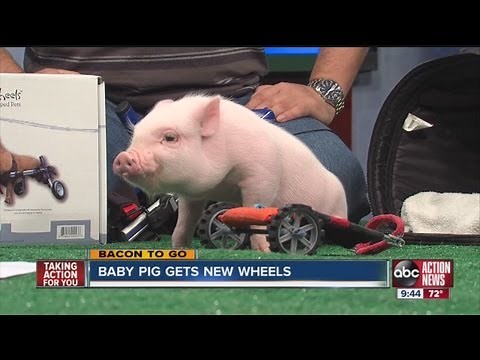 Chris P. Bacon on ABC Action News