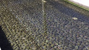 Onshore Abalone: The risks and rewards of onshore abalone farming