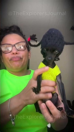 THIS DOG IS A FASHION ICON! 🐶💅 #pinscher #doglove #funny