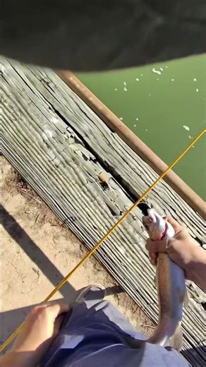 Catching and cleaning rainbow trout! #fishing #rainbowtrout #tutorial #raybanmeta #geeked