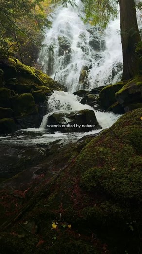 Waves&Woods on Instagram: "No music, no voices, just nature sound 🌲 “Share this with someone who loves listening to nature.” #naturesounds #foresttherapy #forestmood #naturebeauty #forest #naturelandscape #natureview #forestlovers"