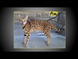 The World's Tallest Pet Cat - Walking MAGIC an F1 Savannah cat
