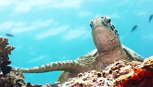21 Sea Turtle Facts   Fun Facts for Kids - All Turtles