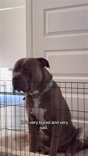 Day 3 Post TPLO Surgery for Amstaff