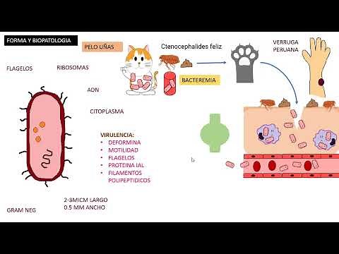 Bartonella Henselae, Cat Scratch Disease