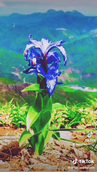 Stunning Flower and Landscape Scenes in Nature