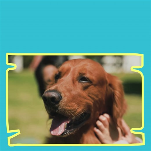 Checklist to Microchip Your Dog