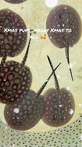 1.8K views · 50 reactions | Merry Xmas to all of our wonderful customers and clients Oz wide. We wish you a happy, prosperous and safe holidays . It’s has a been a blissful 2024, rest up enjoy the joyous occasion, drink, eat and mingle but most importantly, look after your aquatic friends. We shall see you all again tomorrow 殺. | The Great Amazon | Facebook