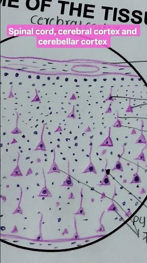 spinal cord, cerebral cortex and cerebellar cortex # histology