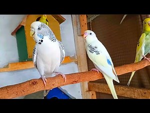 Parakeets Chirping Loud 🔊🦜 | Stimulating Sounds for Active Birds